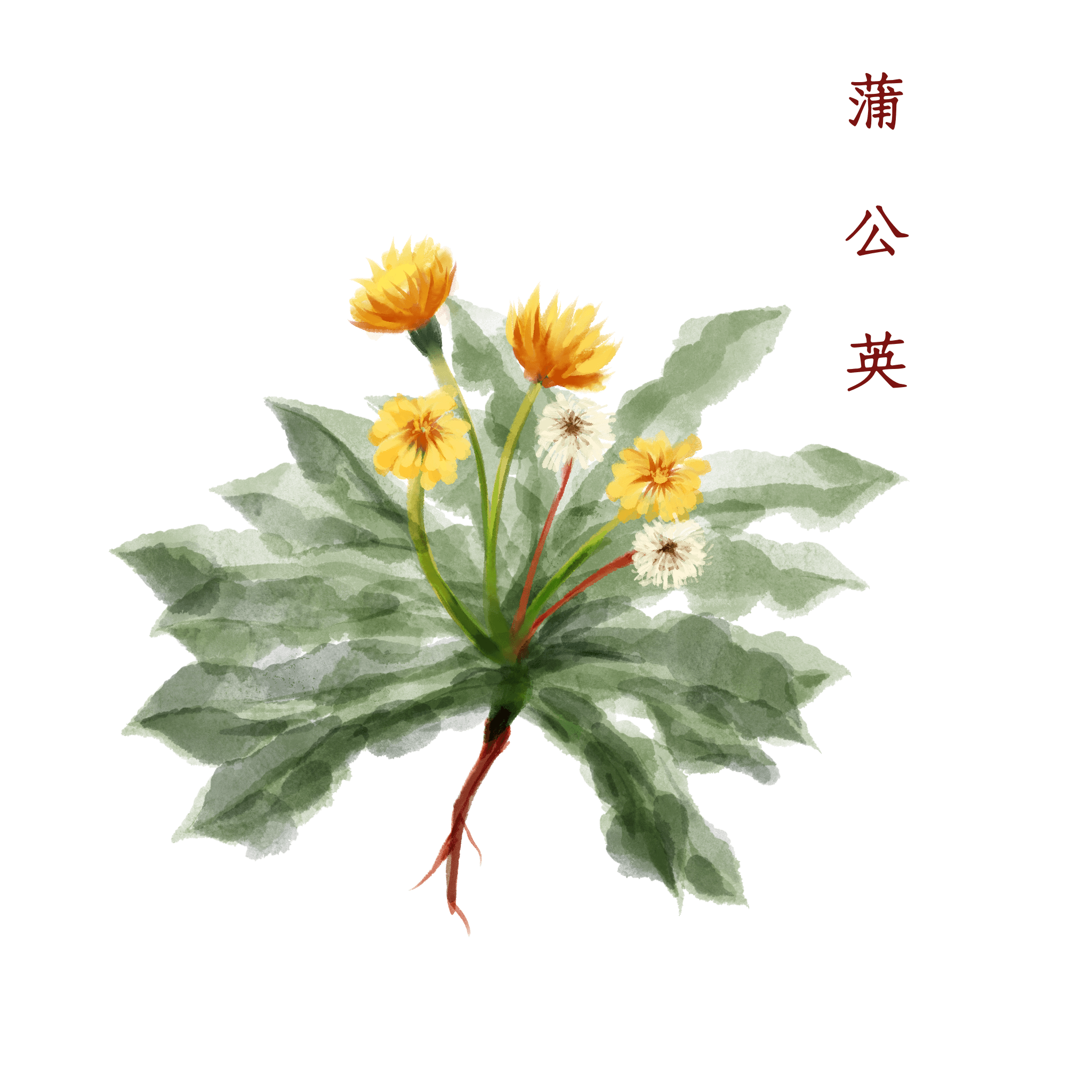 它是初春“抗炎菜”，保肝抗癌，還能美容養(yǎng)顏